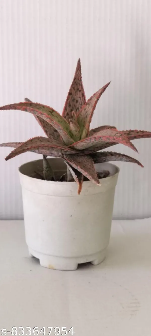 Natural_Pink_Blush_Aloe_Live_Succulent_Plant_Rare_Decorative_Indoor_Plant_For_Home_Office_Bare_Root