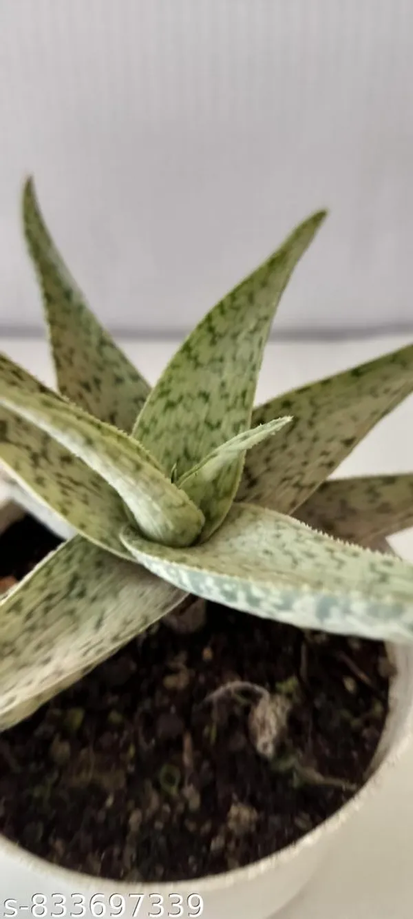 Natural_Delta_Light_Live_Succulent_Plant_Rare_Indoor_Decorative_Plant_For_Home_Office_Bare_Root