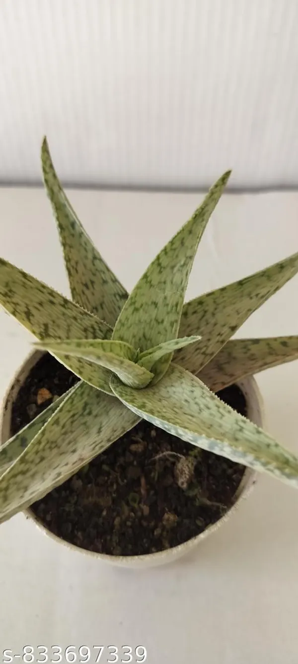 Natural_Delta_Light_Live_Succulent_Plant_Rare_Indoor_Decorative_Plant_For_Home_Office_Bare_Root