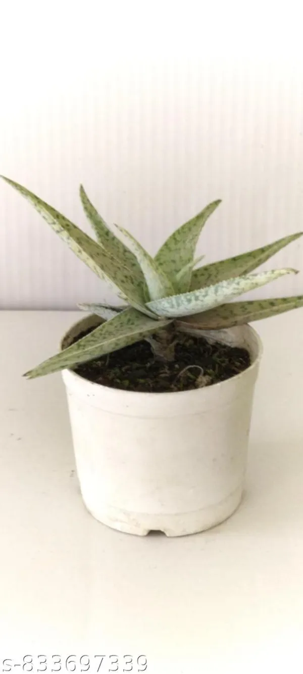 Natural_Delta_Light_Live_Succulent_Plant_Rare_Indoor_Decorative_Plant_For_Home_Office_Bare_Root