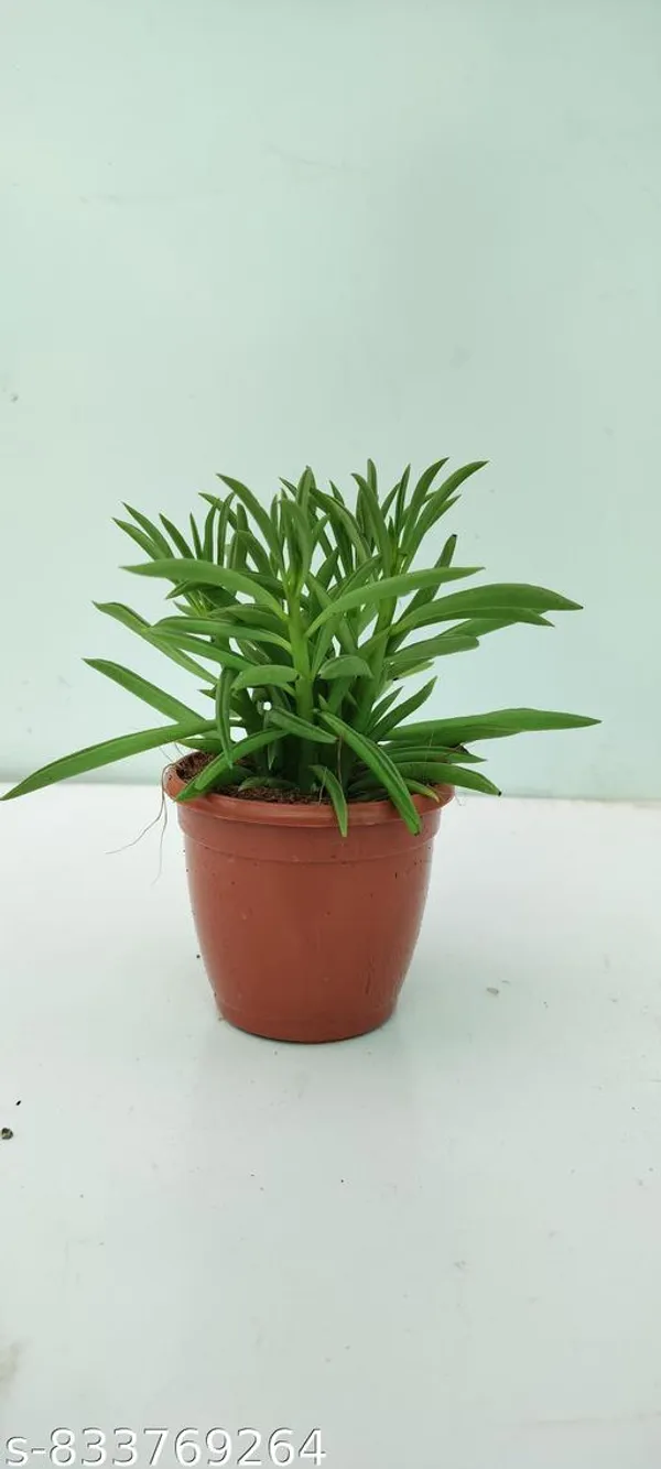 Natural_Succulent_Plants_Imported_Rare_Variety_In_3_Inch_Pot