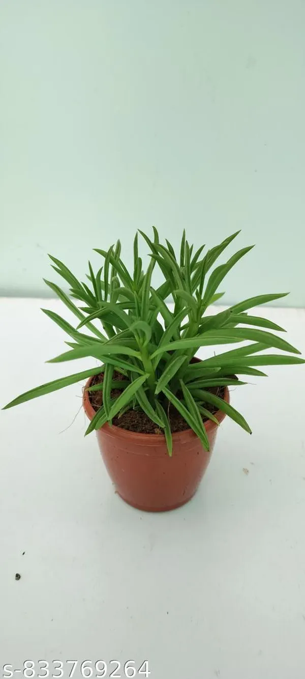 Natural_Succulent_Plants_Imported_Rare_Variety_In_3_Inch_Pot