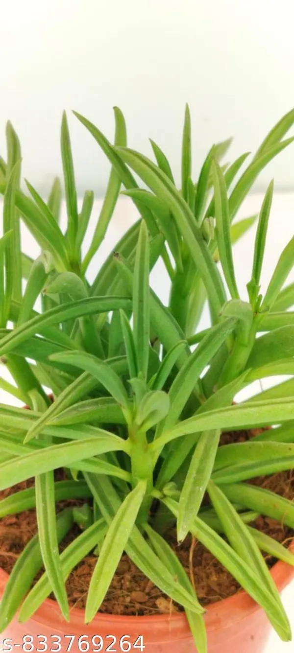 Natural_Succulent_Plants_Imported_Rare_Variety_In_3_Inch_Pot