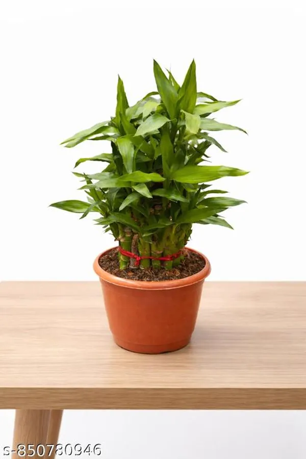 Natural_2_Layer_Lucky_Plant_In_Cocopeat_With_3_Inch_Nursery_Pot_For_Vastu_And_Table_Top_Lucky_Plant
