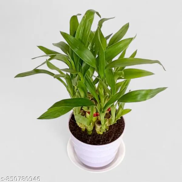 Natural_2_Layer_Lucky_Plant_In_Cocopeat_With_3_Inch_Nursery_Pot_For_Vastu_And_Table_Top_Lucky_Plant