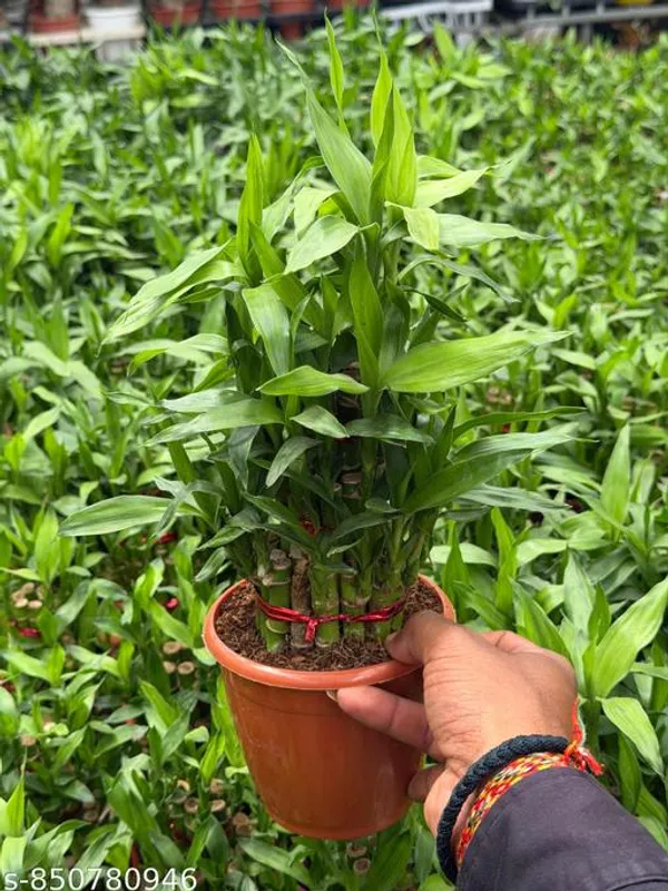 Natural_2_Layer_Lucky_Plant_In_Cocopeat_With_3_Inch_Nursery_Pot_For_Vastu_And_Table_Top_Lucky_Plant