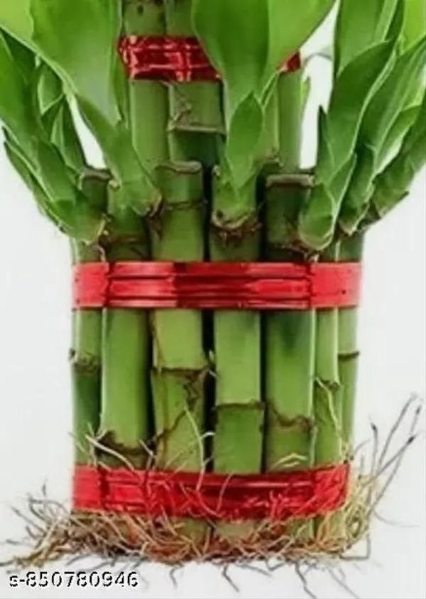 Natural_2_Layer_Lucky_Plant_In_Cocopeat_With_3_Inch_Nursery_Pot_For_Vastu_And_Table_Top_Lucky_Plant