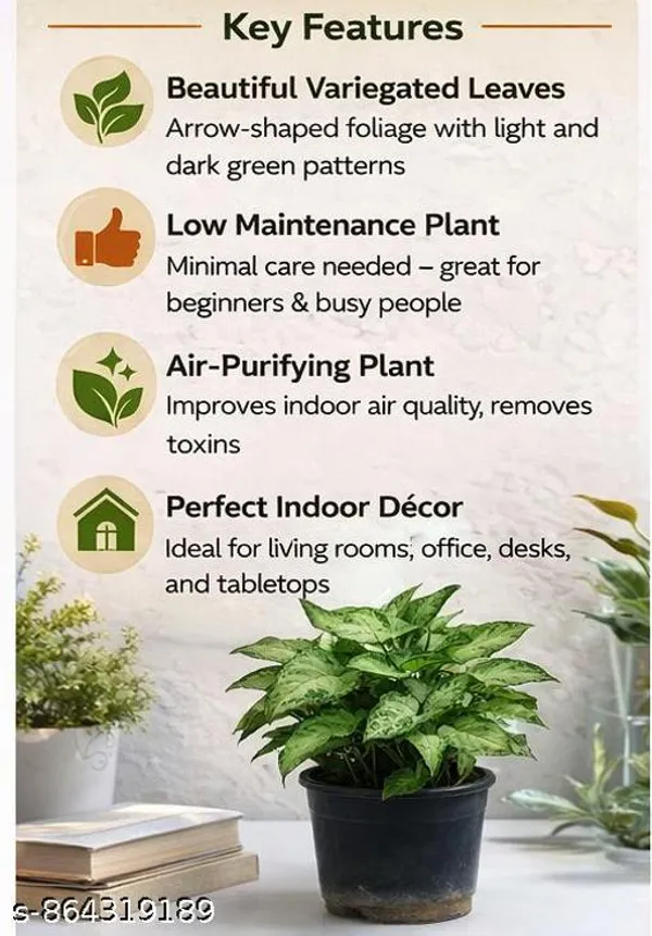 Natural_Live_Syngonium_Plant_For_Table_Top_Home_Decor