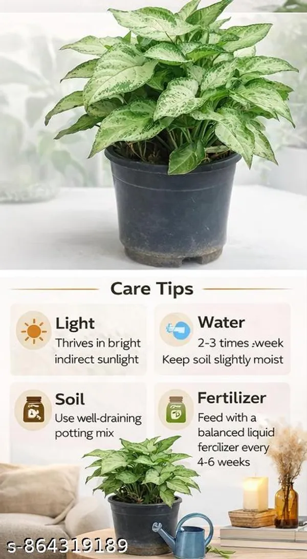 Natural_Live_Syngonium_Plant_For_Table_Top_Home_Decor