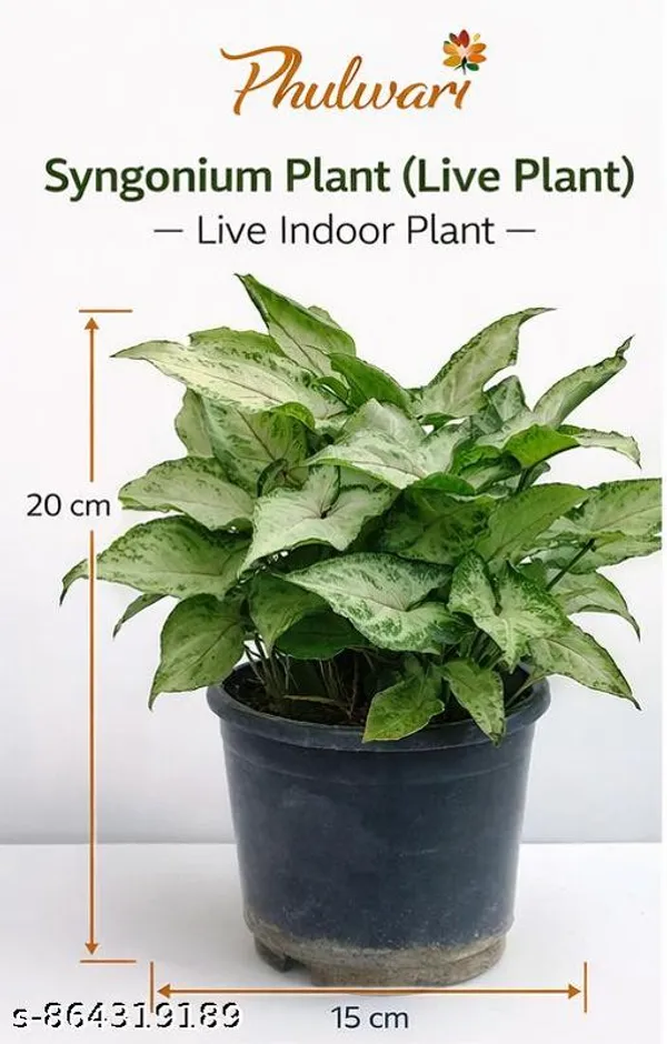 Natural_Live_Syngonium_Plant_For_Table_Top_Home_Decor