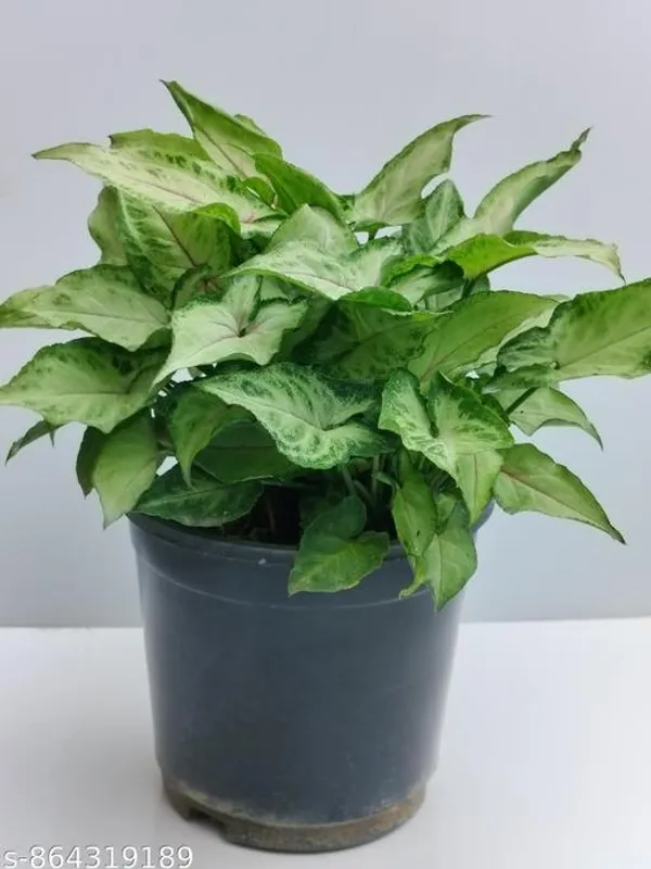 Natural_Live_Syngonium_Plant_For_Table_Top_Home_Decor