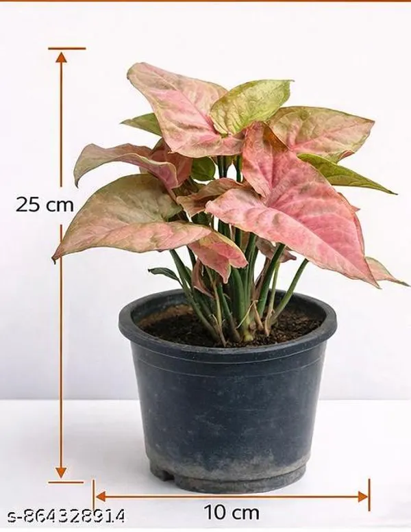 Natural_Live_Syngonium_Pink_Plant_For_Home_Decor_Table_Top_Etc