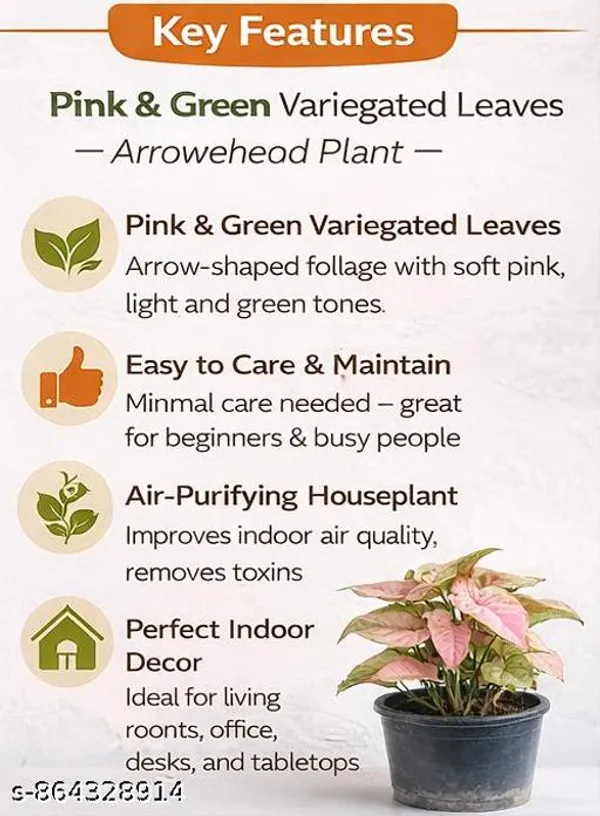 Natural_Live_Syngonium_Pink_Plant_For_Home_Decor_Table_Top_Etc