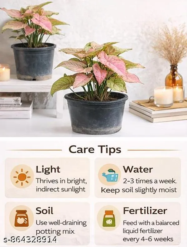 Natural_Live_Syngonium_Pink_Plant_For_Home_Decor_Table_Top_Etc