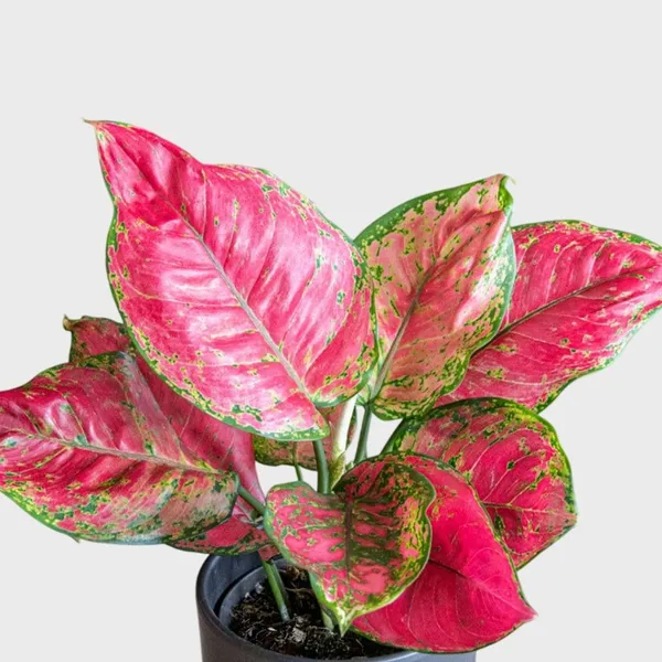 Natural_Live_Aglaonema_Red_Plant_With_4_Inch_Grow_Pot