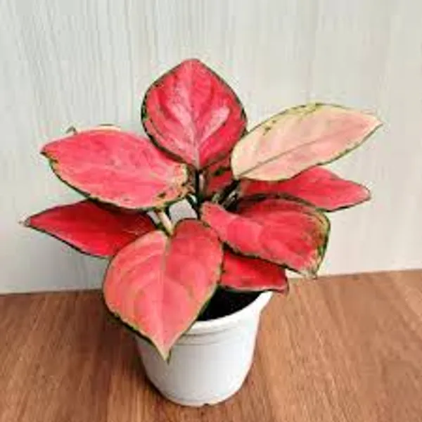 Natural_Live_Aglaonema_Red_Plant_With_4_Inch_Grow_Pot