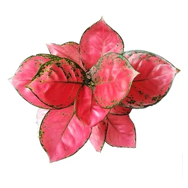 Natural_Live_Aglaonema_Red_Plant_With_4_Inch_Grow_Pot