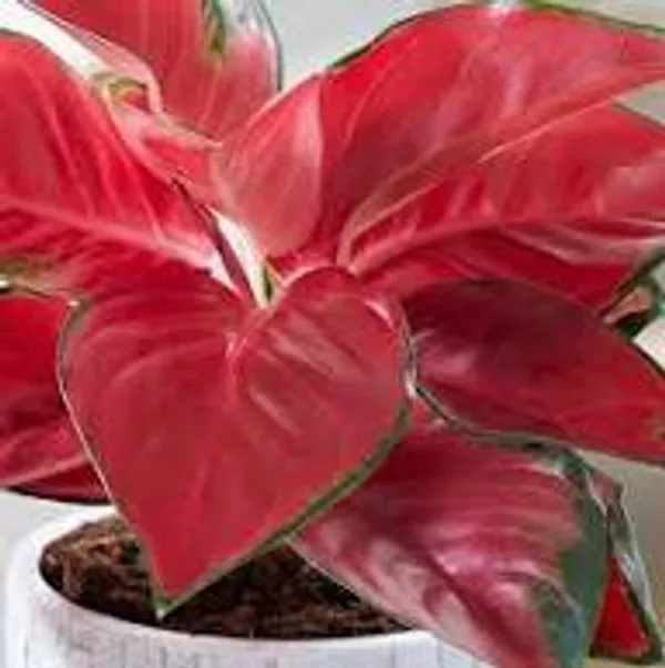 Natural_Live_Aglaonema_Red_Plant_With_4_Inch_Grow_Pot