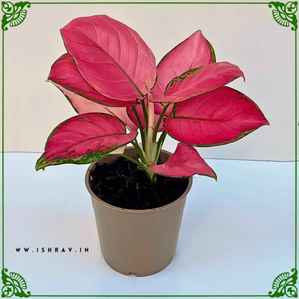 Natural_Live_Aglaonema_Red_Plant_With_4_Inch_Grow_Pot