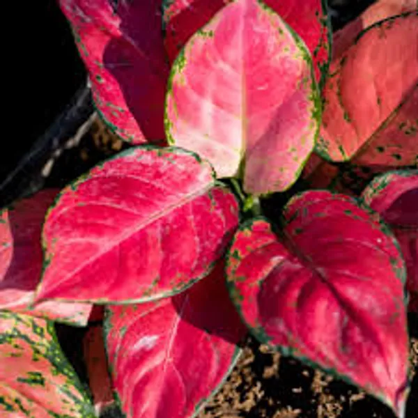 Natural_Live_Aglaonema_Red_Plant_With_4_Inch_Grow_Pot