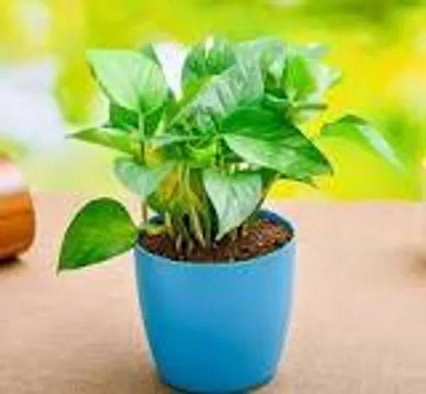 Natural_Indoor_Live_Pure_Green_Money_Plant(Rare)_With_4_Inch_Grow_Pot