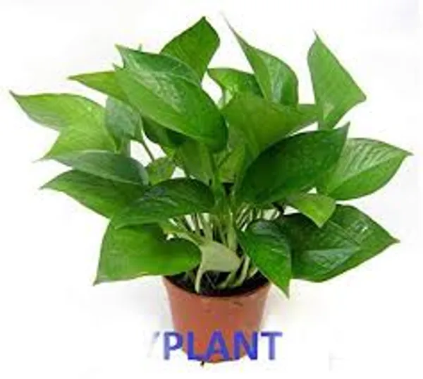 Natural_Indoor_Live_Pure_Green_Money_Plant(Rare)_With_4_Inch_Grow_Pot