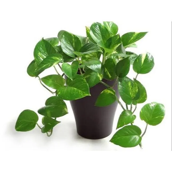 Natural_Indoor_Live_Pure_Green_Money_Plant(Rare)_With_4_Inch_Grow_Pot