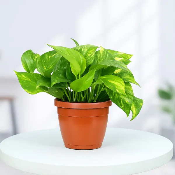 Natural_Indoor_Live_Pure_Green_Money_Plant(Rare)_With_4_Inch_Grow_Pot
