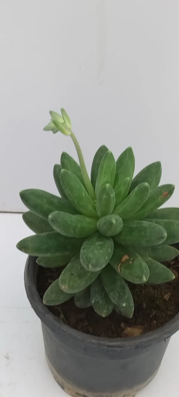 Natural_Live_Succulent_Plant_Barefooted