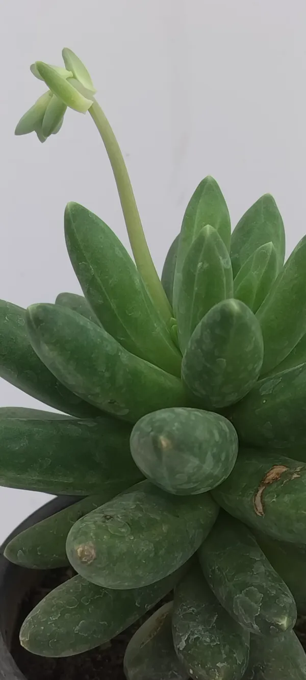 Natural_Live_Succulent_Plant_Barefooted