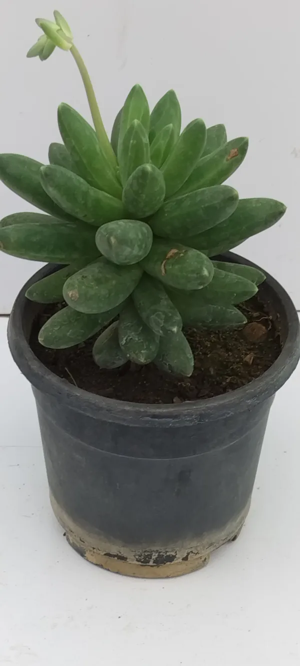 Natural_Live_Succulent_Plant_Barefooted
