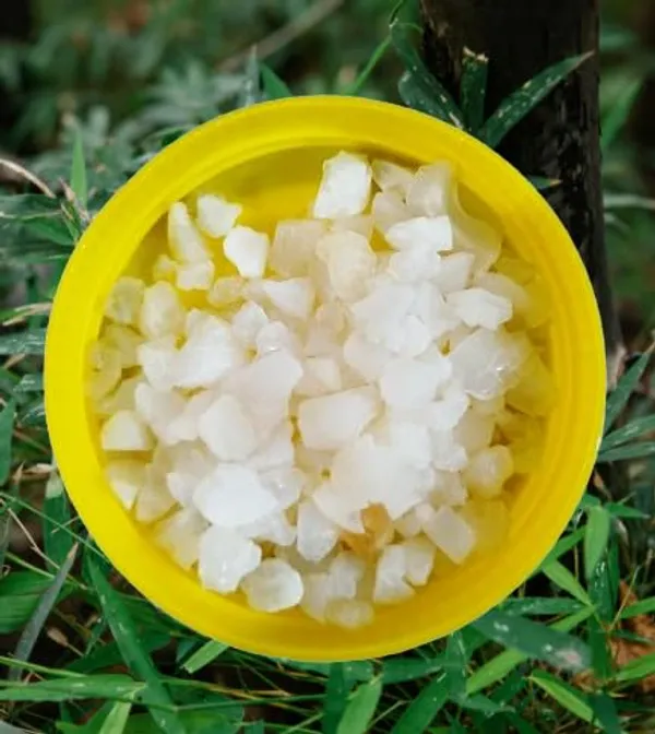 Ojash_Pure_Madhumeh_Raktchap_Niyantrak_Kwath_And_Vanshlochan_Herbal_Extract