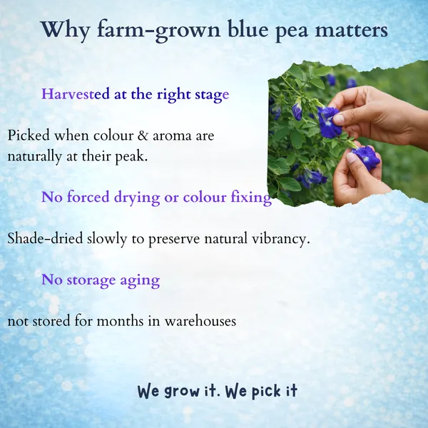 Neelva_-_Blue_Pea_Brew_-_Herbal_Infusion_Tea