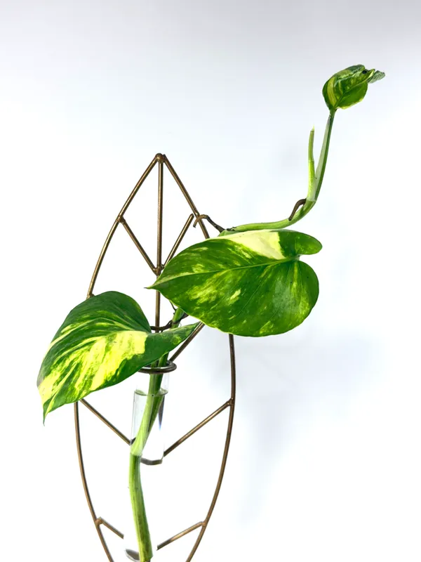The_Paizley_Leaf_Shaped_Tabletop_with_Glass_Tube_Vase,_Gold,_14.5_Inch