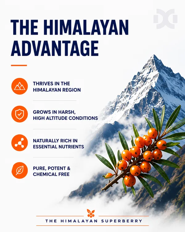 Dr_Goel's_100%_Natural_Himalayan_Seabuckthorn_Natural_Powder_100_GM-_For_Immunity_&_Skin_Health