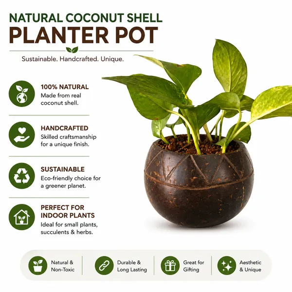 Coconut_Shell_Potted_Green_Plant_Gift_Set