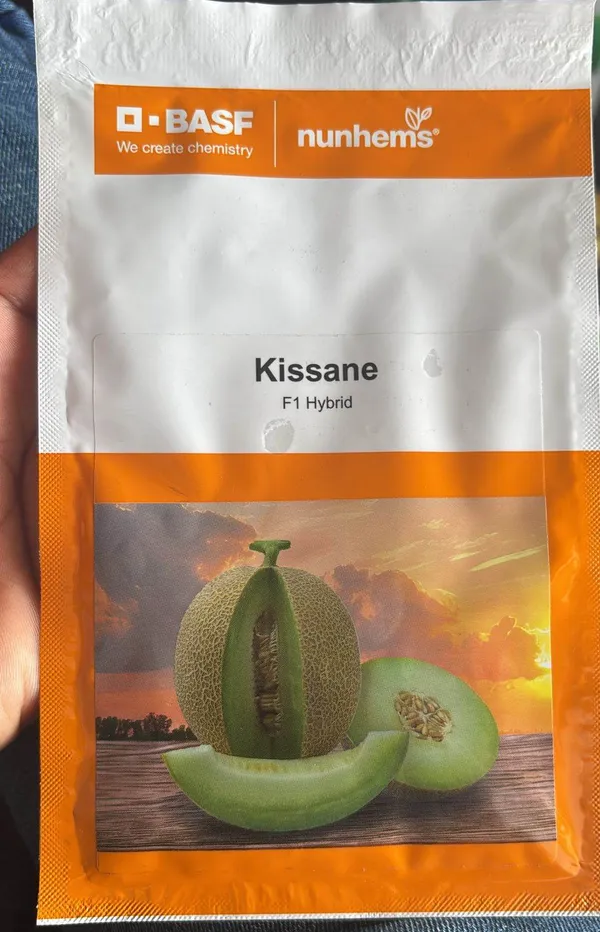 Kissane_F1_Hybrid_Muskmelon_Seeds_by_BASF_Nunhems