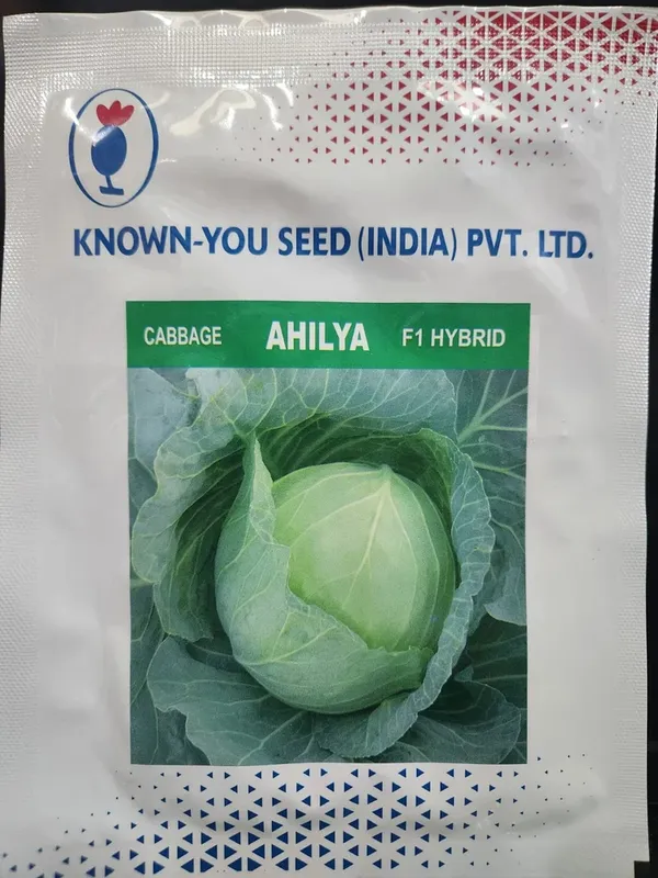 Ahilya_F1_Hybrid_Cabbage_Seeds_by_Known-You_Seed_(India)_Pvt._Ltd.