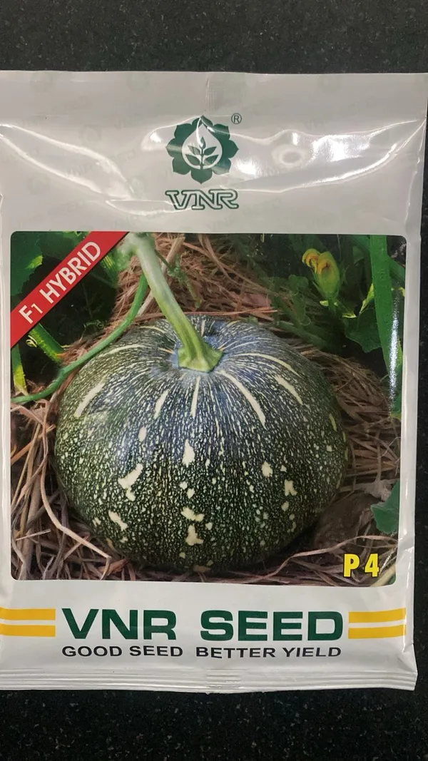 VNR_P4_F1_Hybrid_Round_Pumpkin_Seeds