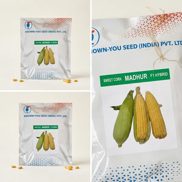 KNOWN-YOU_Madhur_F1_Hybrid_Sweet_Corn_Seeds