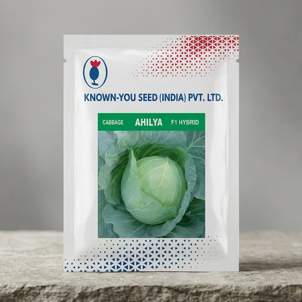 Ahilya_F1_Hybrid_Cabbage_Seeds_by_Known-You_Seed_(India)_Pvt._Ltd.