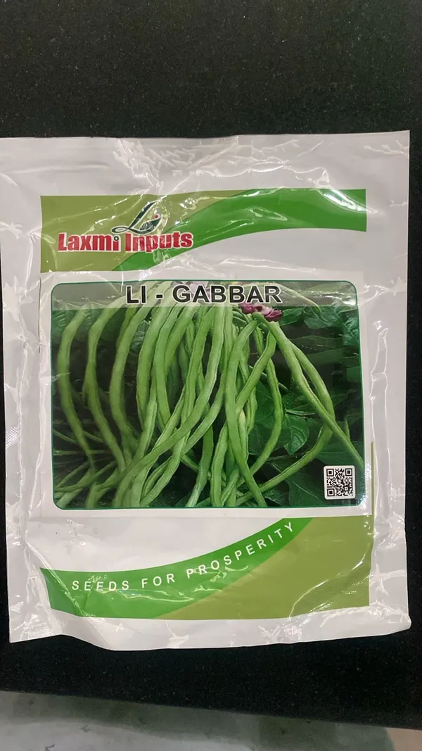 LI-GABBAR_Green_Bean_Seeds_by_Laxmi_Imports