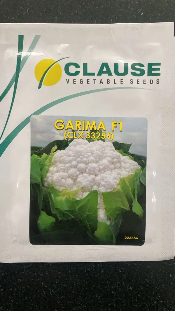 GARIMA_F1_(CLX_33256)_-_Premium_Cauliflower_Seeds_by_Clause_Vegetable_Seeds