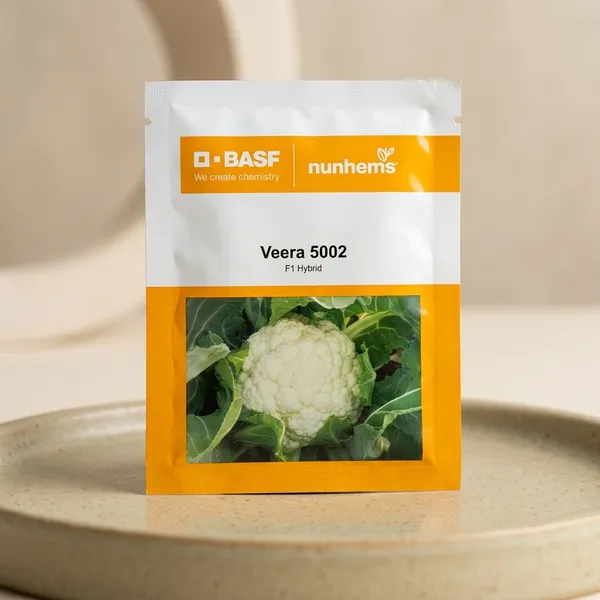 Veera_5002_F1_Hybrid_Cauliflower_Seeds_by_Nunhems