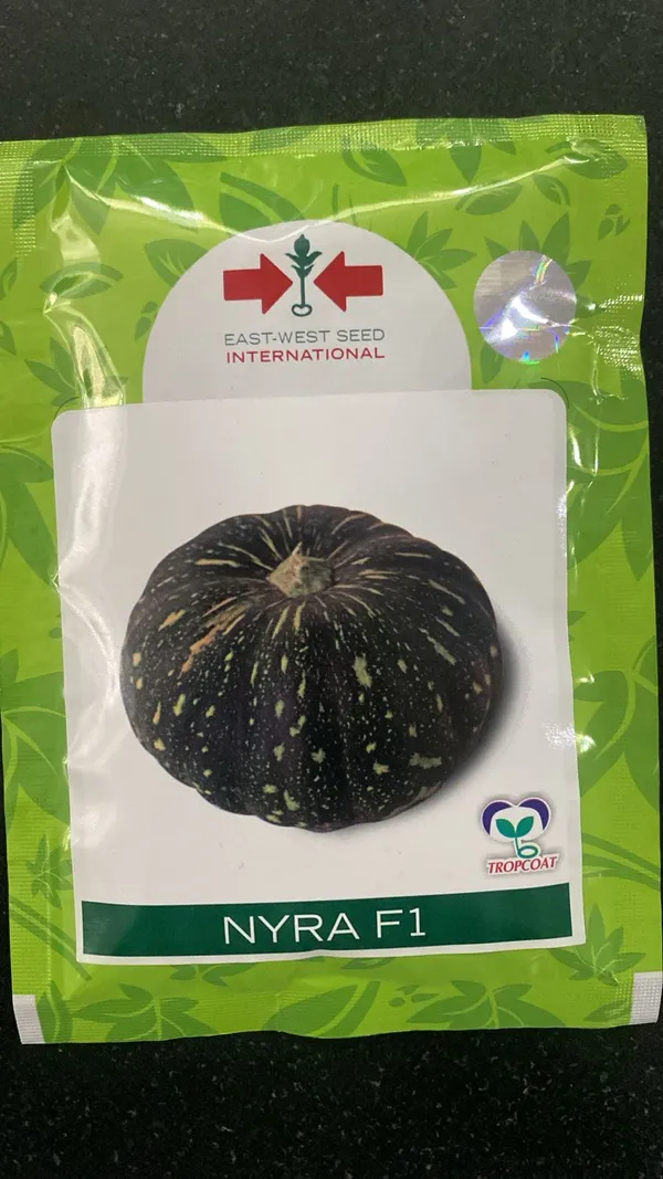 Nyra_F1_Hybrid_Pumpkin_Seeds_-_East-West_Seed