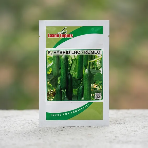 F1_Hybrid_LHC_Romeo_Cucumber_Seeds_by_Laxmi_Inputs
