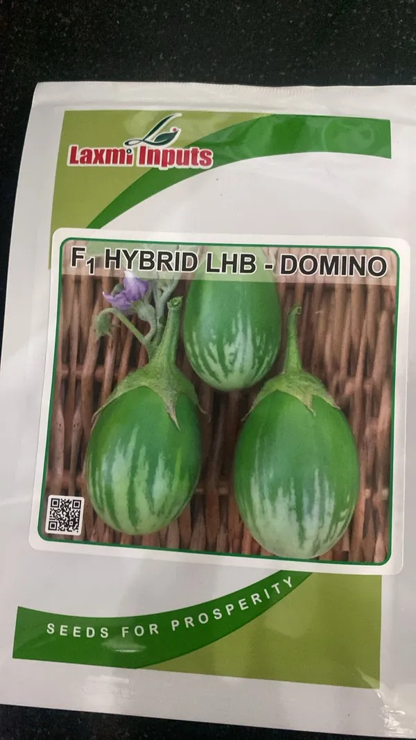 F1_Hybrid_LHB_Domino_Brinjal_Seeds_by_Laxmi_Inputs