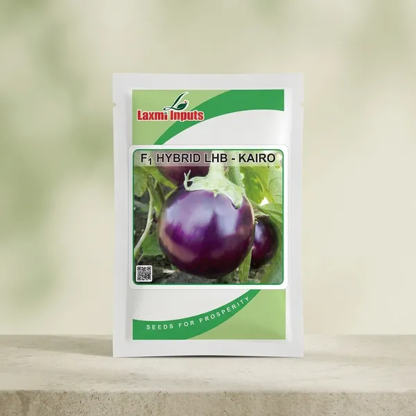 F1_Hybrid_LHB_Kairo_Brinjal_Seeds_-_Premium_Quality
