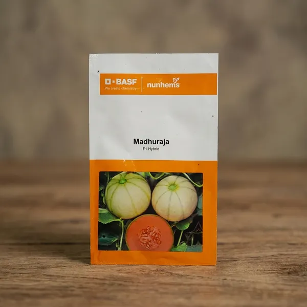 BASF_Nunhems_Madhuraja_F1_Hybrid_Muskmelon_Seeds