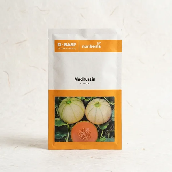 BASF_Nunhems_Madhuraja_F1_Hybrid_Muskmelon_Seeds